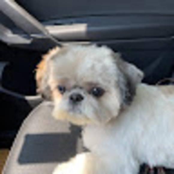 Meet your Posher, Jillian - Picture 1 of 1